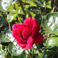 superbe rose