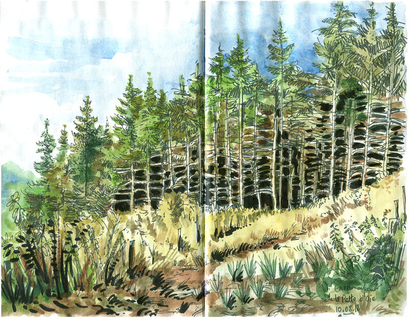 sapins