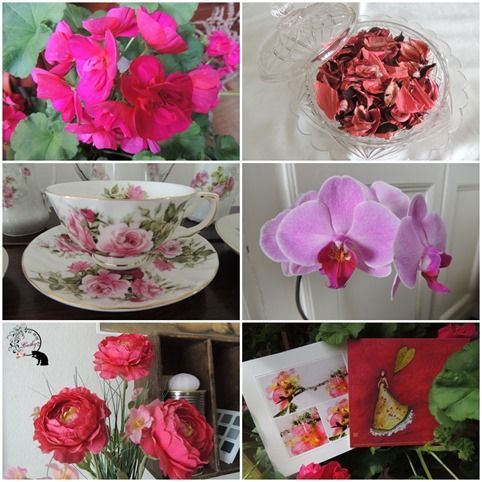fuschia 1