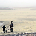Cheval attelé d'un sulky sur la plage de St Aubin sur mer