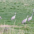 Columbia National Refuge Washington Grues 3