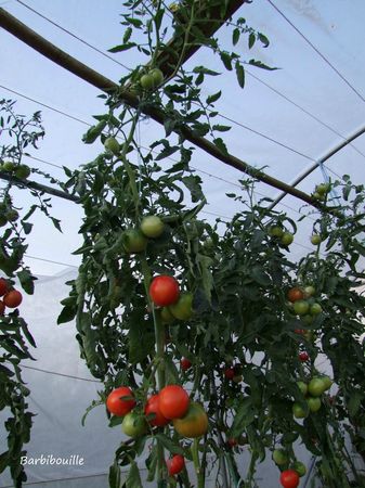 tomates15 sept12