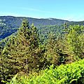 La haute forêt d'Issaux depuis le Mailh Castillon.