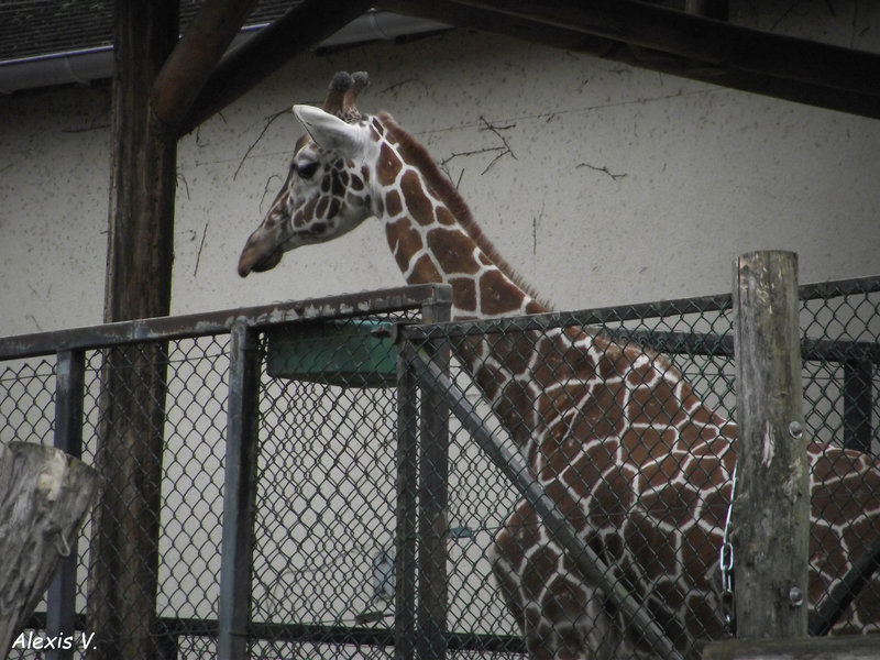 Girafe réticulée  ZooParc de Beauval