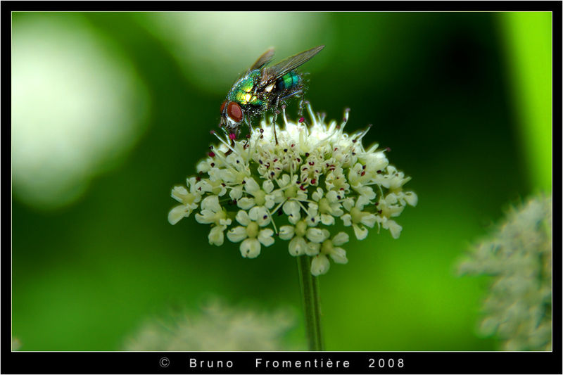 Fly_in_lunch