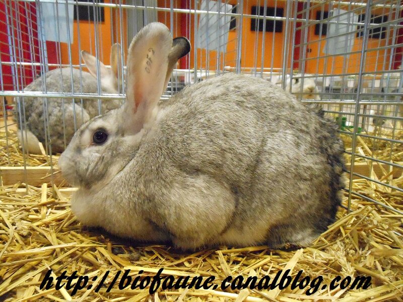 LAPIN GRIS 04