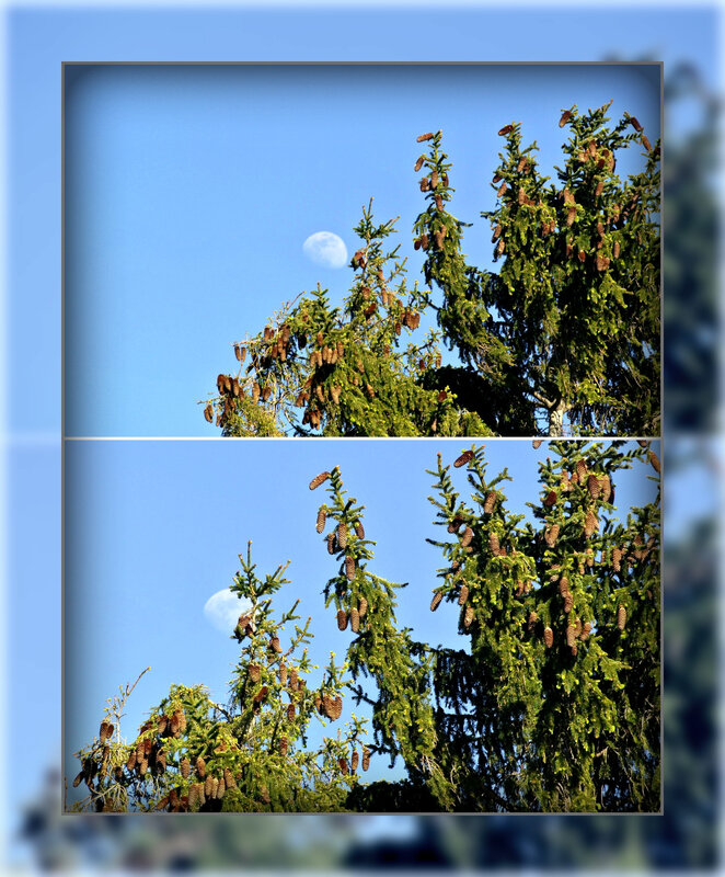 Quand la lune essaie de se cacher Rose63