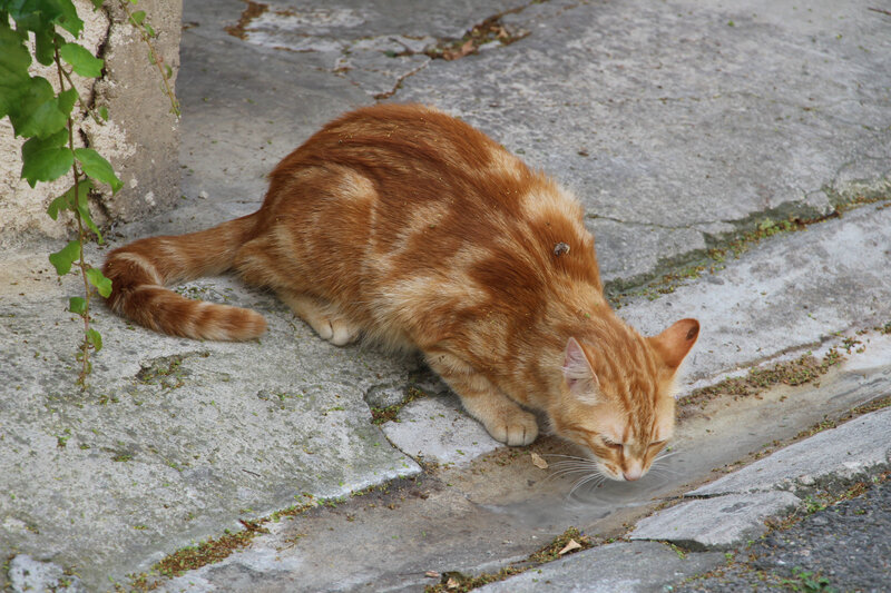 IMG_0178