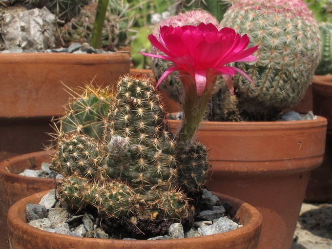 Combien De Fois Arroser Un Cactus Cactus 2019 (2) - Le Soulier Voyageur