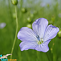 ABRICAUX Fleur de lin