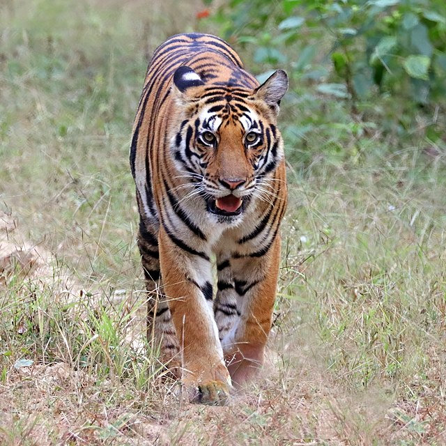 Bengal_tiger_(Panthera_tigris_tigris)_female_2