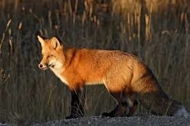 Résultat de recherche d'images pour "le renard de morlange"