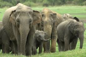 Résultat de recherche d'images pour "éléphant à yala park"