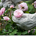 &rose7