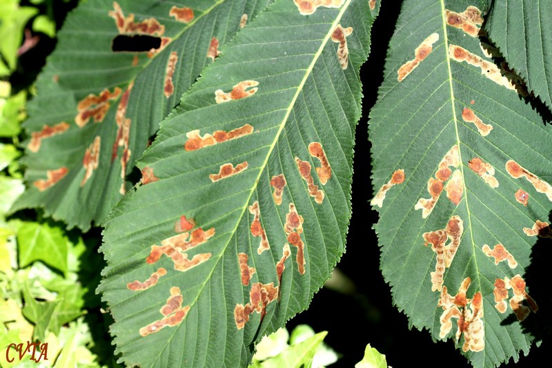 Les maladies des arbres , érable à feuilles vertes , marronnier , buis ...