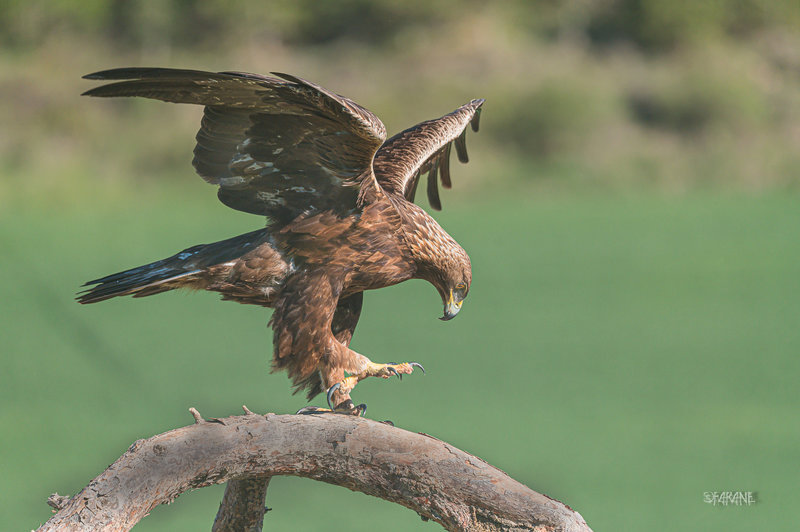 Aigle royal-5