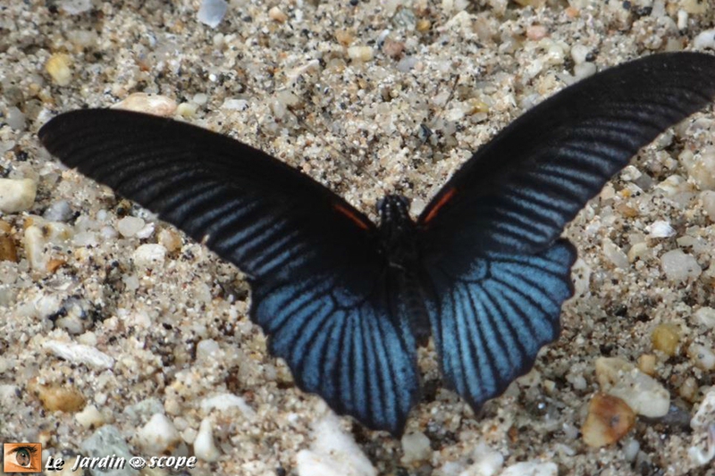Papilio memnon (♂) • Papilionidae • Thaïlande