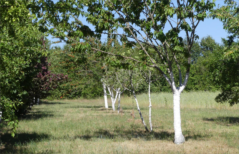 Plaine Cerisiers tronc blanc 1