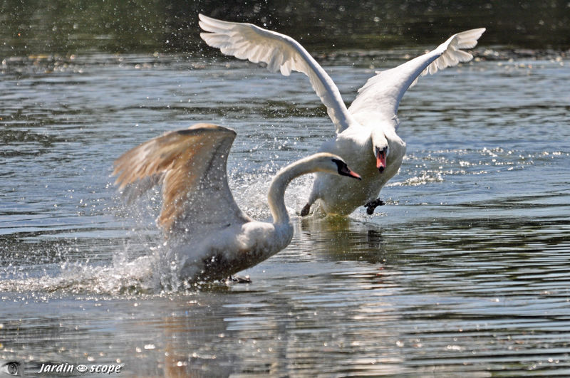 Cygnes