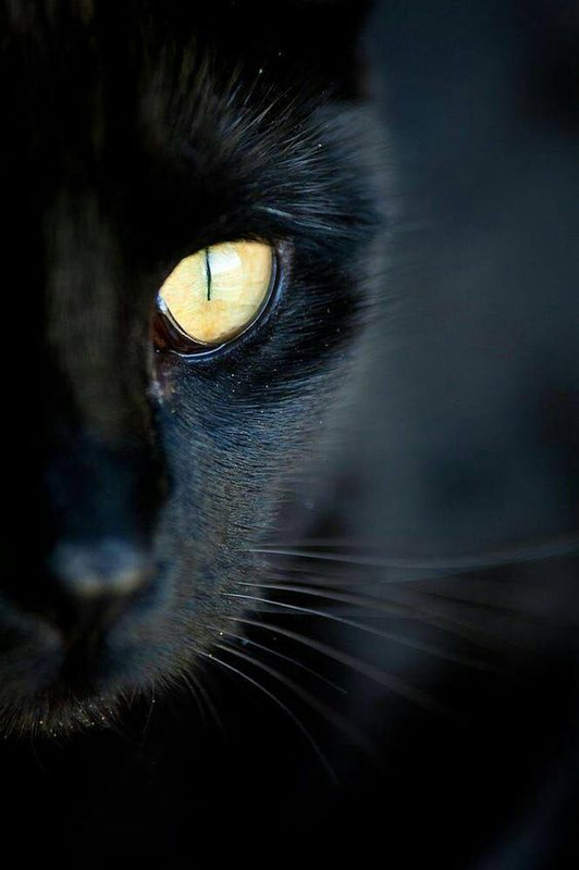 chat noir_1