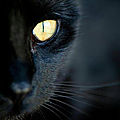 Le chat noir de célinettes, 28e à recevoir la grille