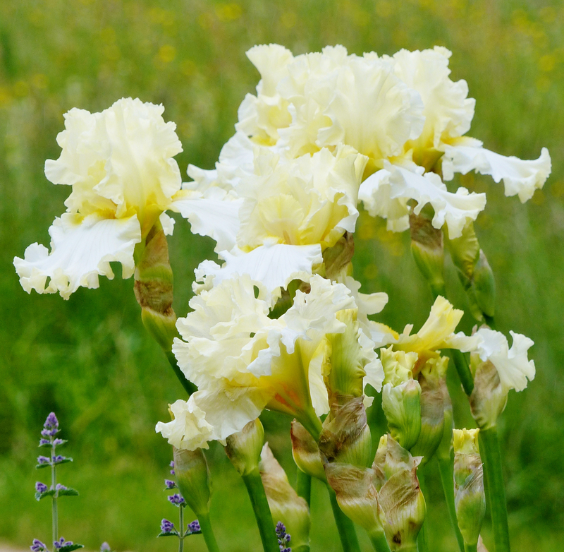 iris devonshire cream