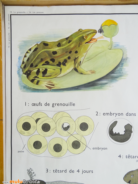 AFFICHE-SCOLAIRE-Grenouille-Poissons-4-muluBrok