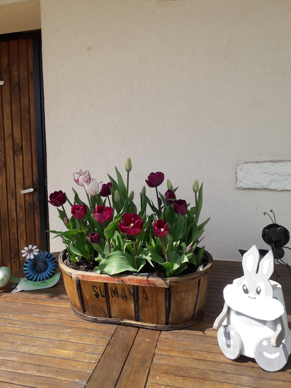 ♥un petit coucou,♥ l'automne dernier j,ai planté mes tulipes dans cette cagette,et voici le résultat 