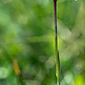 Orchis globuleux - Traunsteinera globosa