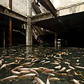 La nature a fait de ce centre commercial abandonné par l’homme un fabuleux refuge pour des milliers de poissons
