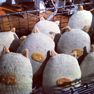 Peluches_cochons