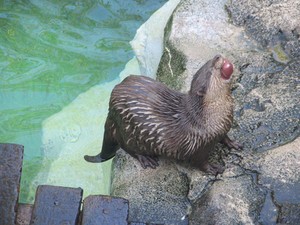 Loutre_9