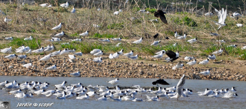 Ile_aux_mouettes_2