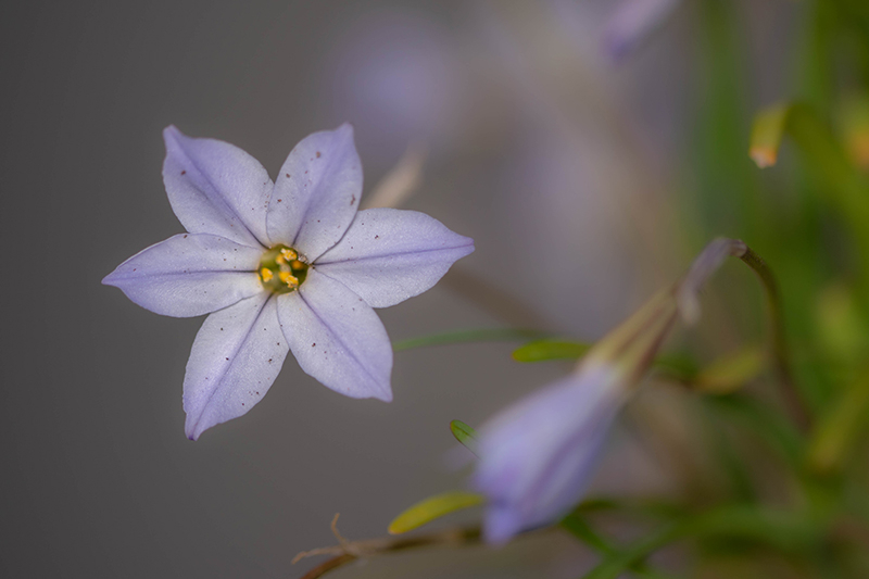 Ipheion uniflorum - ail des Incas (3)