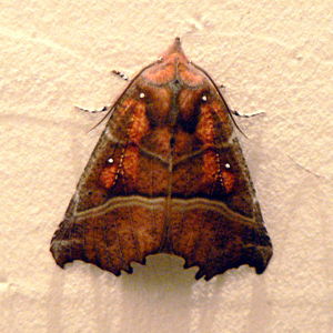 P1120892