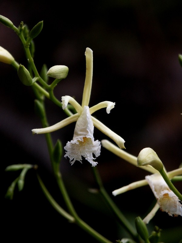 Quiquiri Voyages Au Perou quiquiri voyages au perou