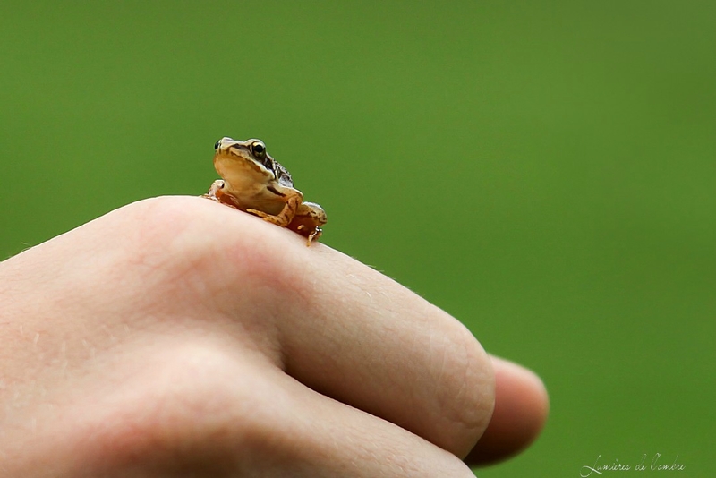 w_Mini grenouille_13 03 08_8665