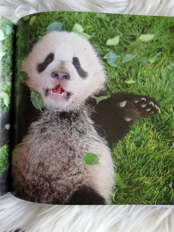 Combien De Bambou Mange Un Panda Par Jour Panda Love: un beau livre trop mignon et trop intéressant ! - Baz'art