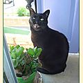Chipie chatte noire sur la fenêtre