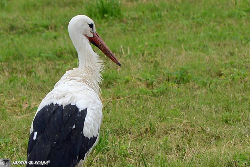 Cigogne-blanche