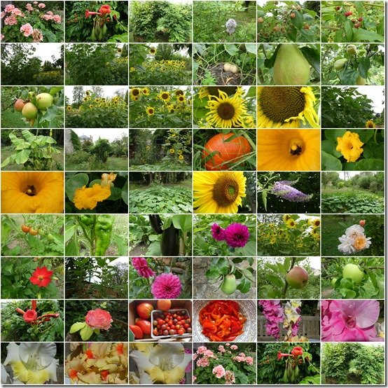 jardin 22 août 20228
