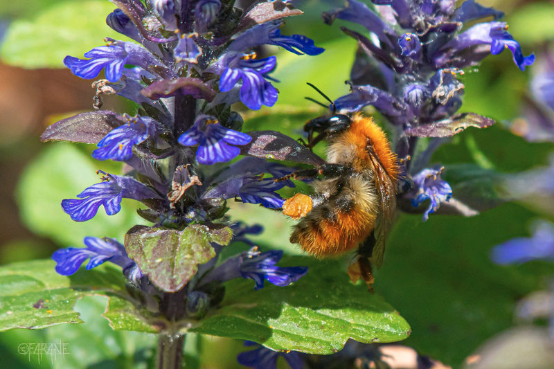 Petite abeille
