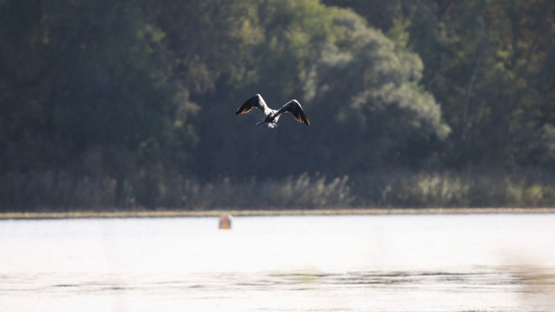IMG_9665 - Copie