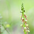 Orchis Homme pendu - Orchis anthropophorum (1)