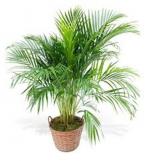 Paysagiste-Bayonne-PALMIER-ARECA-D-AREC-et-DORE