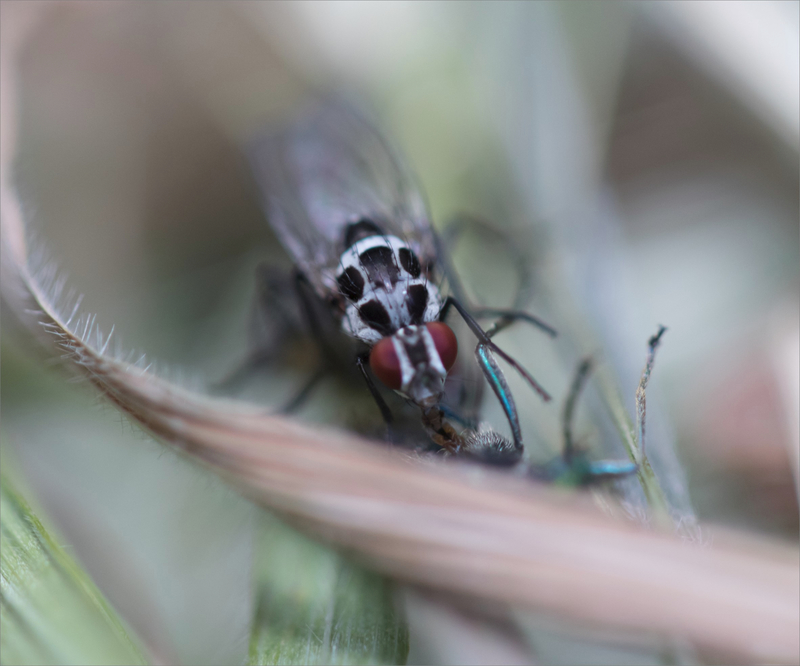 macro insecte mort mouches 260420 7 ym