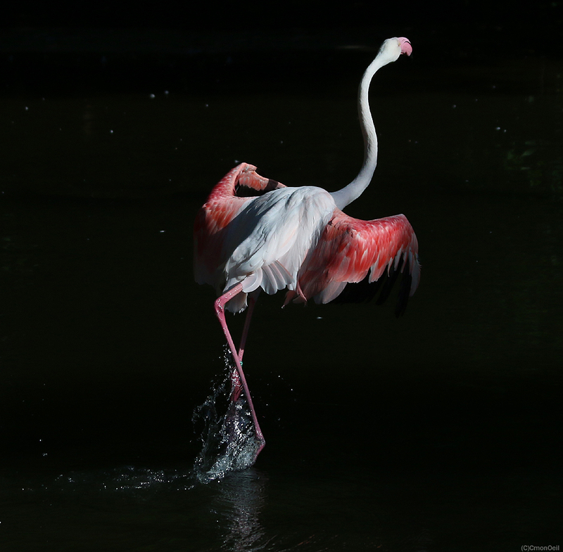 flamingo