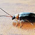 Criocère des Céréales • Oulema melanopus • Chrysomelidae