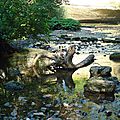 Arbre mort dans rivière - Cascade du Hérisson Jura 2