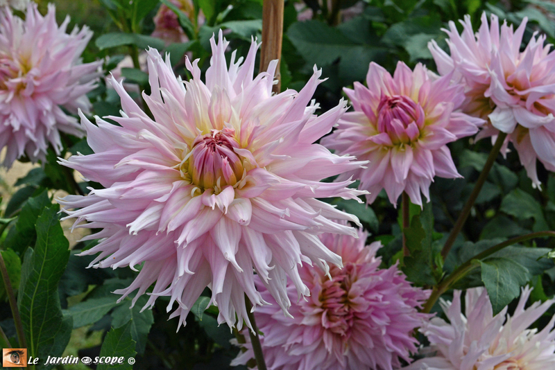 PAT_7995-Dahlias-Nova-Flore